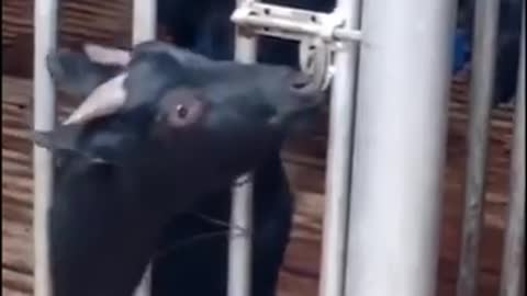 YOU CAN NOT BELIEVE THIS GOAT CLEVERNESS