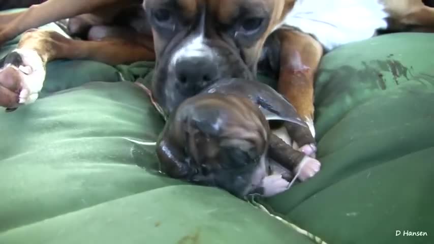 Amazing 👏 puppy birth