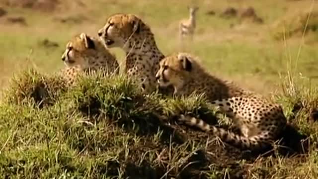 Chasing after Warthogs | Little Big Cat | BBC Earth