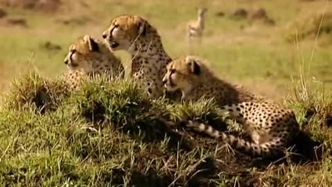 Chasing after Warthogs | Little Big Cat | BBC Earth