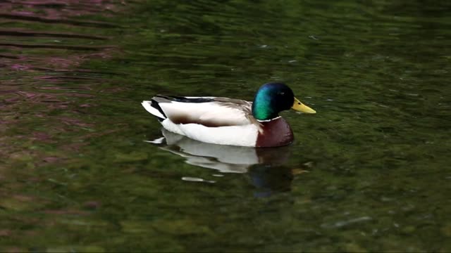 Video of Mallard Duck On Water