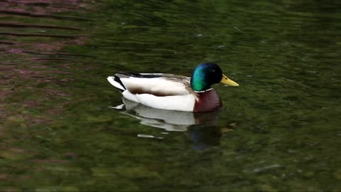 Video of Mallard Duck On Water