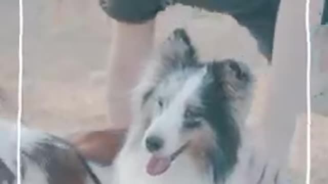 Cute dog video status