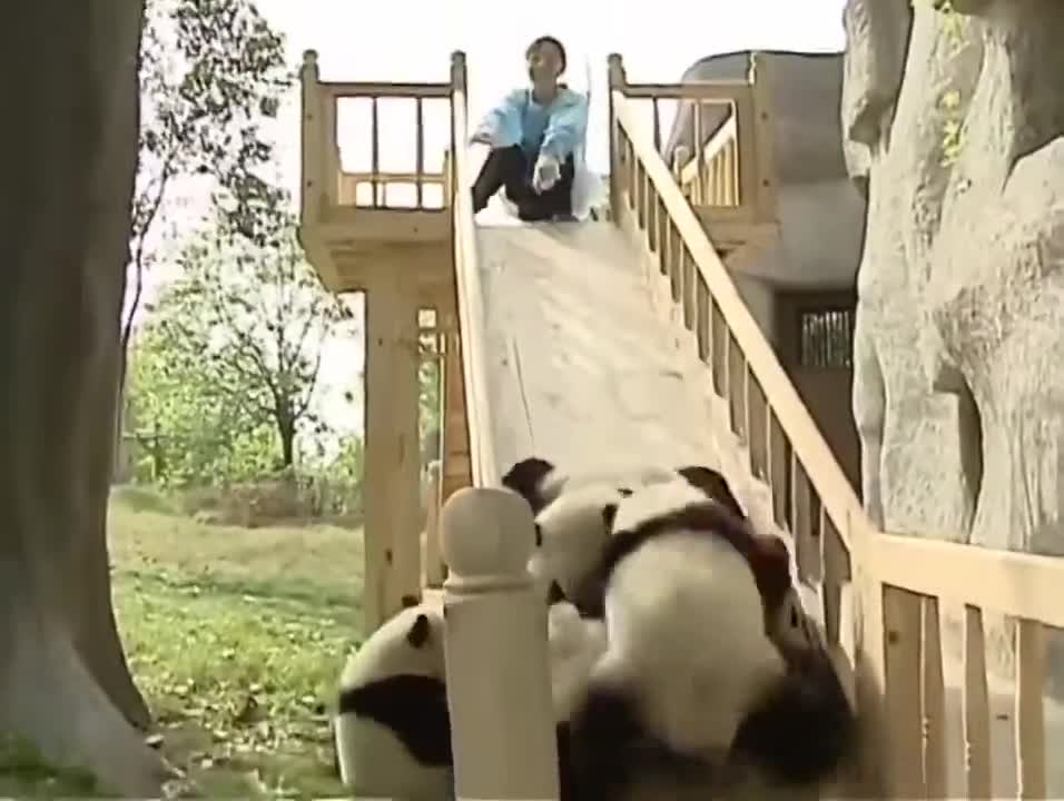 Pandas playing on a slide! (CUTE!)