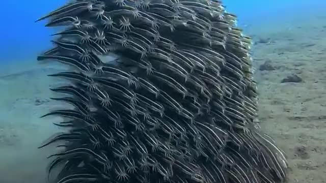 How mesmerizing are these striped eel catfish!⁠?🌊🐟⁣⁣ 📹