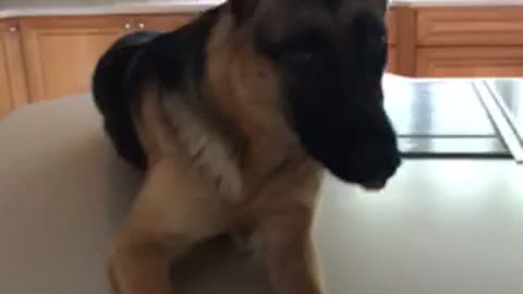 Mom comes home to her German Shepherd doing this?!