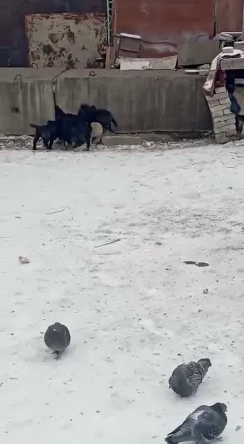 Our four-legged friends, offended by fate