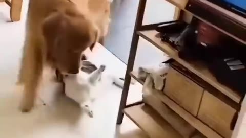 Unbelievable Video of Cat and Dog Friendship - You Won't Believe What Happens Next!