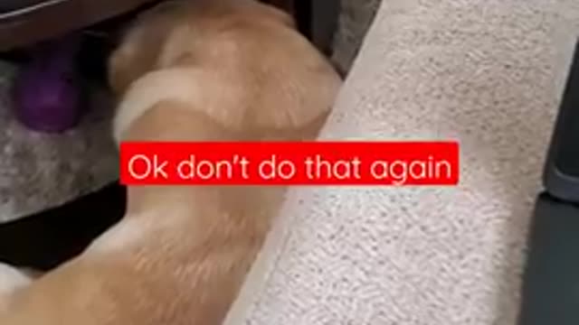 Dog Hates It When Disturbed During Sleeping | Funny Dog Video