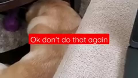 Dog Hates It When Disturbed During Sleeping | Funny Dog Video