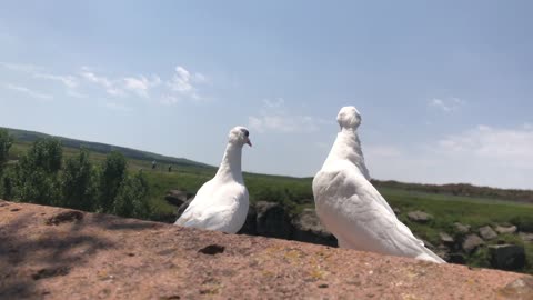 Fearless doves.