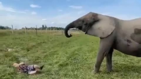 elephant hitting a dwarf