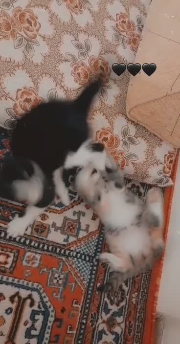 The feline aesthetics are really cool