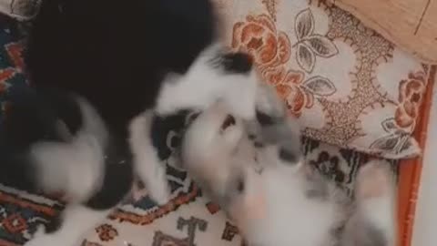 The feline aesthetics are really cool