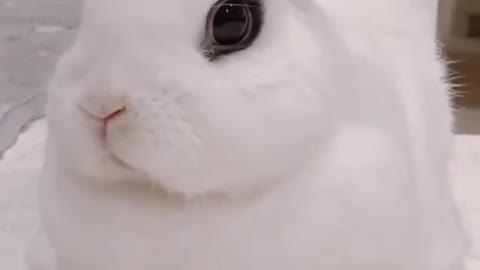On a scale from 1 to 10, how much would you love to pet this bunny ?