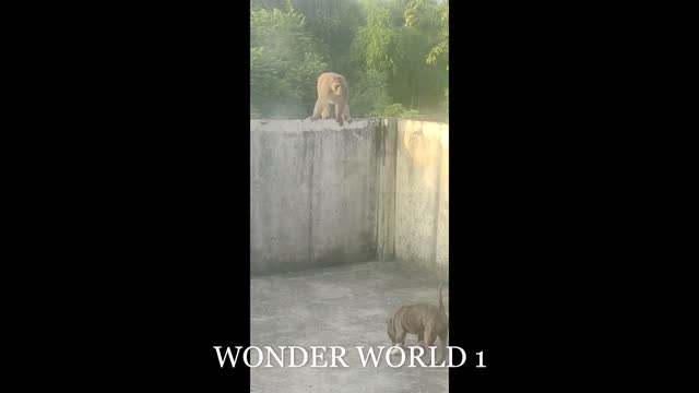 Dog Vs Monkey Fight For To Get Home