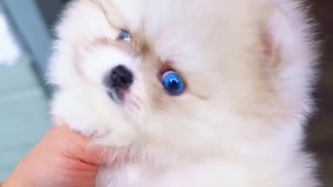 파란눈을 가진 3개월령 포메라니안입니다. #포메라니안 #강아지 #cuteanimals