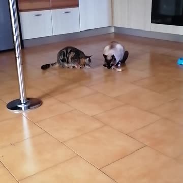 funny cat won't share his food