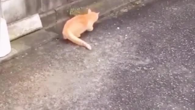 Cute little animals.
