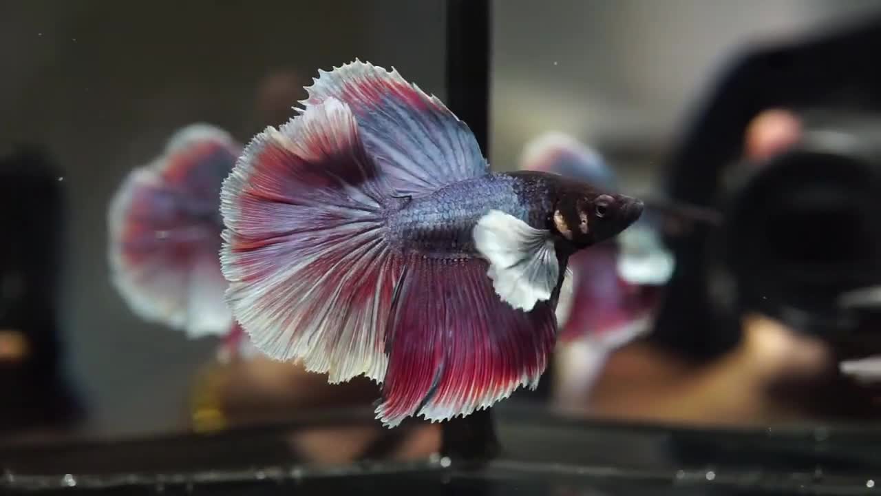 Betta fish beauty collor