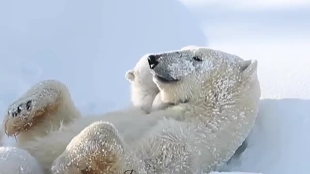 What a lovely scene the mother bear plays with her cubs