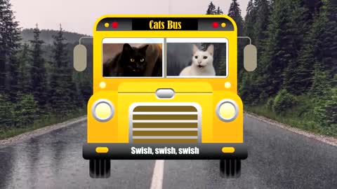 Wheels on the bus- Cats Version - Singing Cats