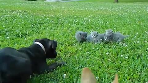 Little Chihuahua Protects Kittens