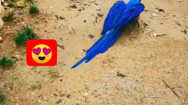 Parrot swimming
