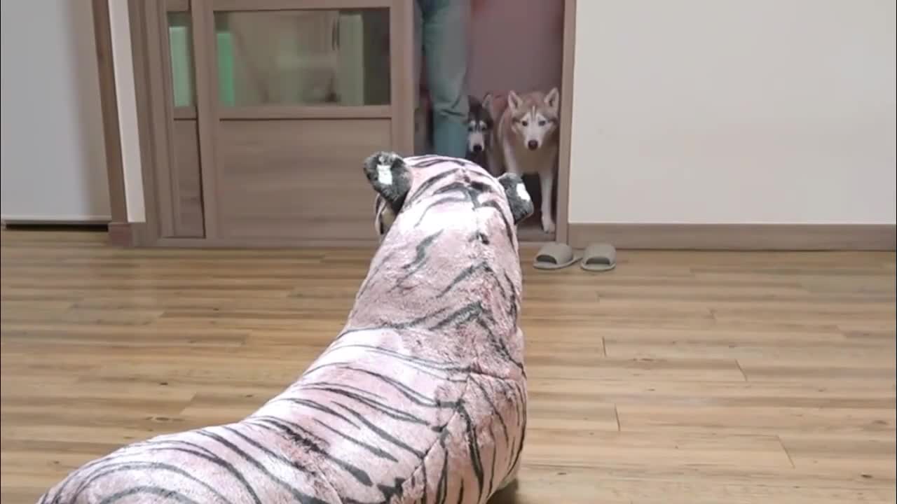 The dog comes home and sees a toy tiger and tries it out cautiously