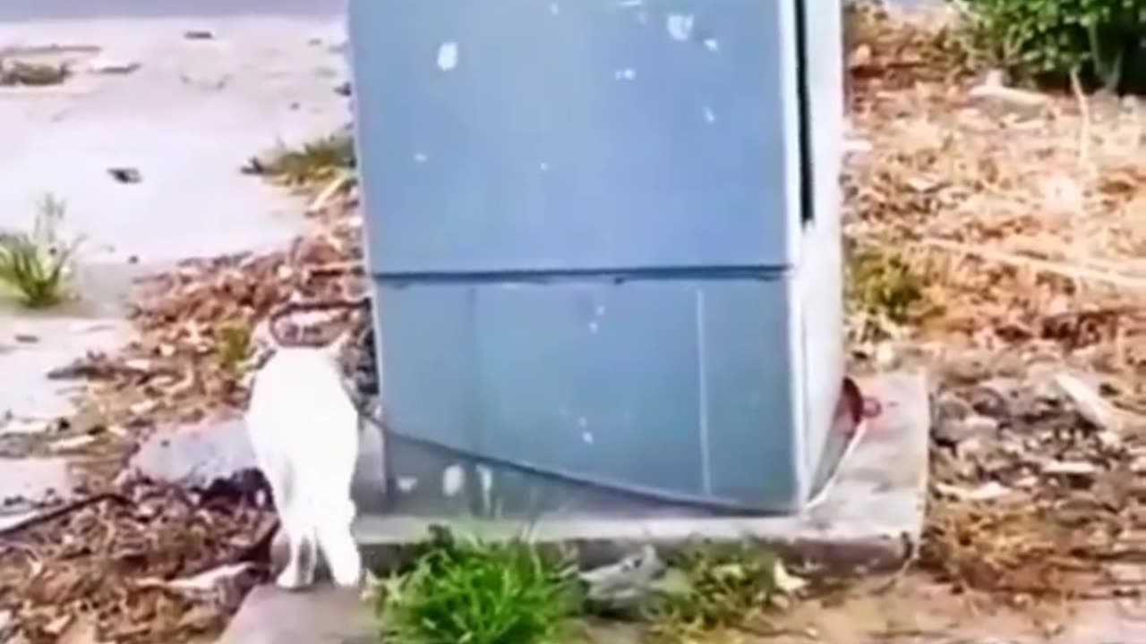 cat funny video😂😂😂