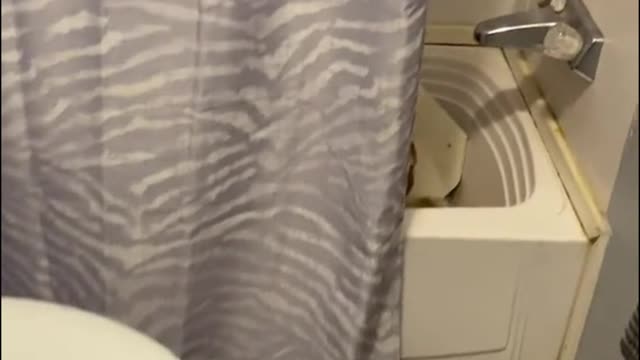 What was the tiger doing hiding in the bathroom?