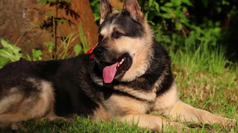 Shepherd dogs