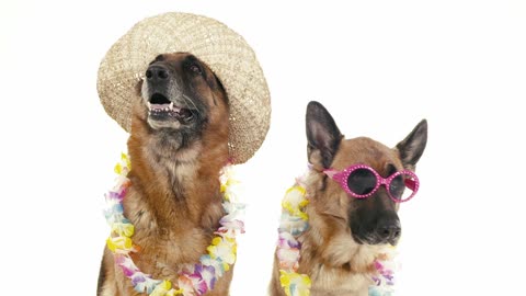 Two German Shepherds wearing hats and sunglasses-2