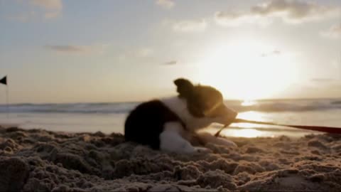 Dog playing in the sand