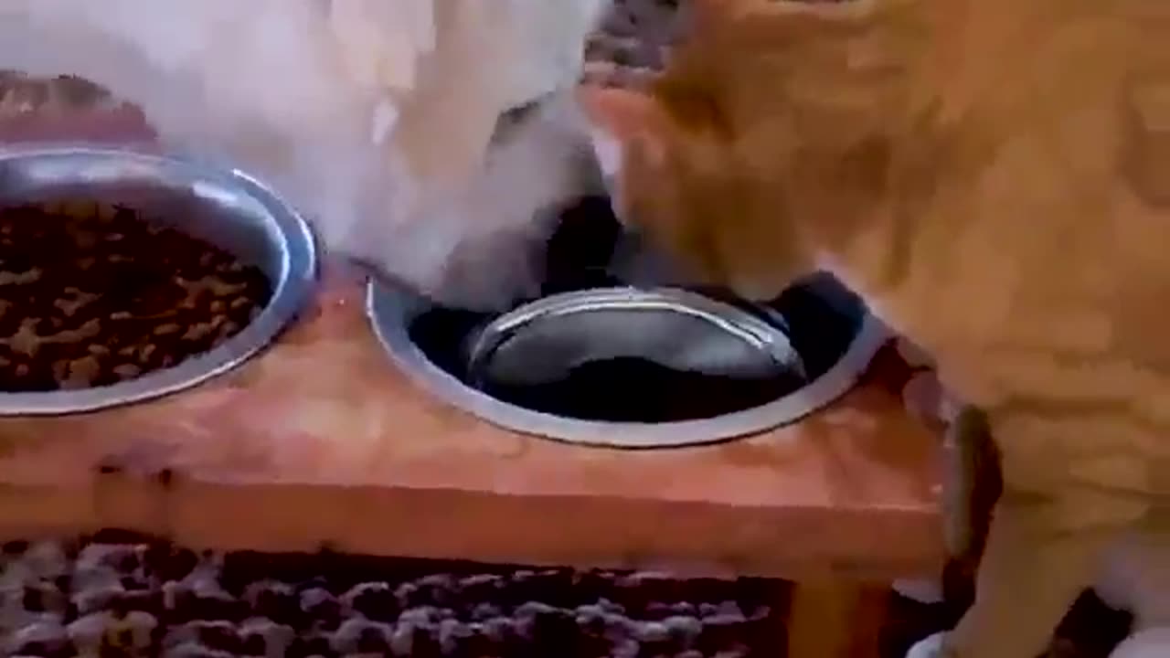 You Can Love Each Other Despite Your Differences #shorts #shortvideo #video #virals #videoviral