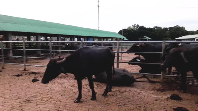 enjoy and relax time ox farm video