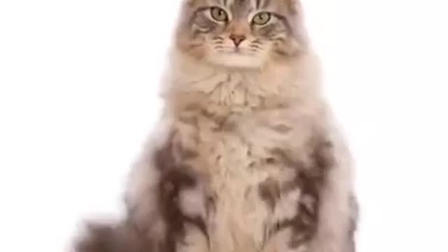 Watch how slow cats grow