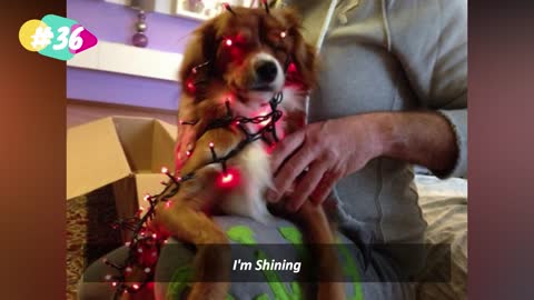 Dog and cats that destroyed Christmas 'new'