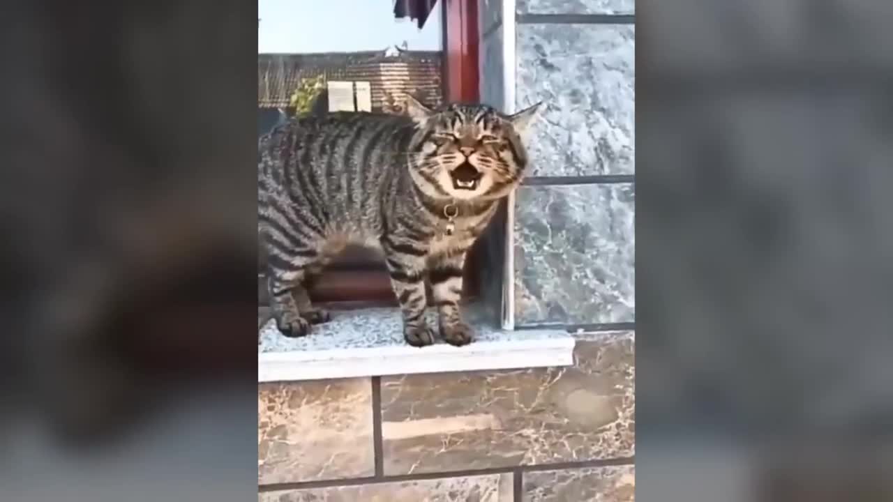 Funny cats talking smack