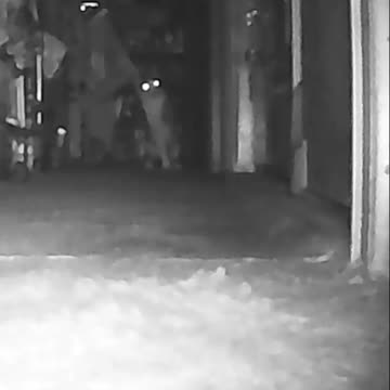 EA S20 - The Meatloaf Shimmy