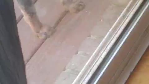 Mittsy Fetching 2
