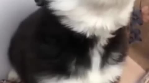 baby husky howling cute