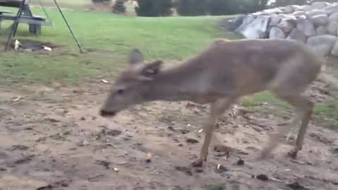 Baby Deer Can't Figure Out How to Play With a Ball 🦌🤔🤨