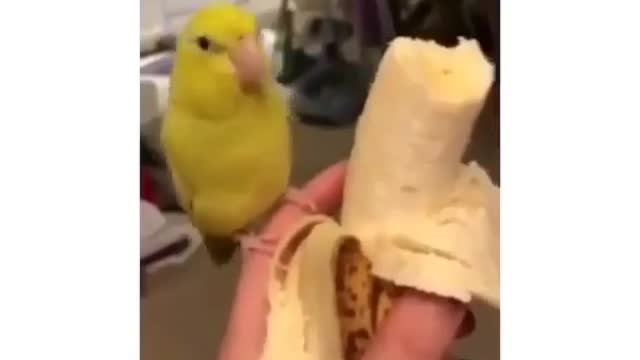 Parrot🦜Sings with Melody while eating a banana