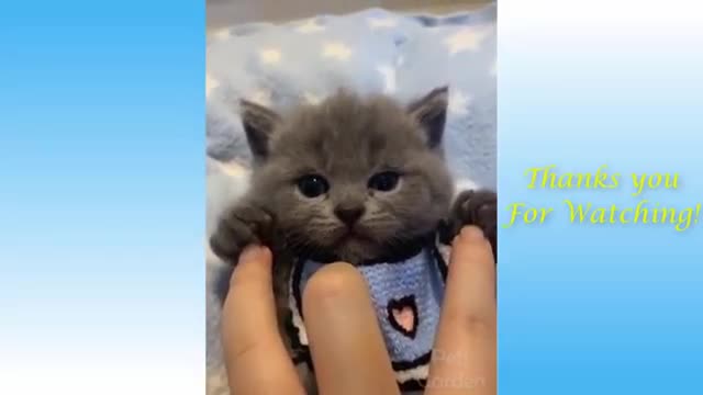 Compilation # 16 - Pets Garden Cute animals and animals