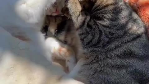 Two cats while sleeping