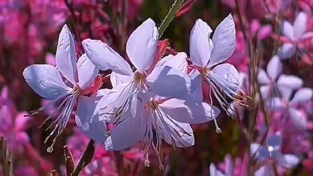 Keep loving, enjoy solitude, there are flowers to save the world.