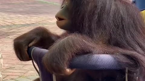 orangutans