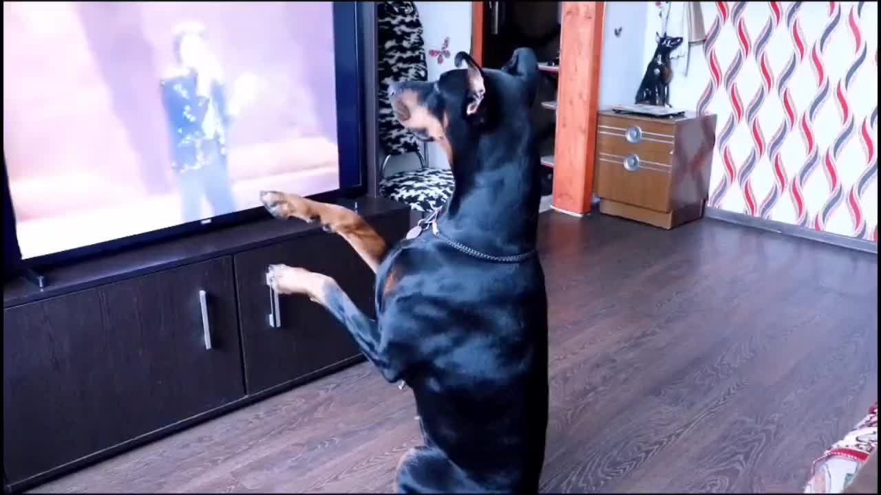 Dog watch Micheal Jackson dance on tv and try to dance like him