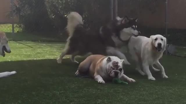 Five dogs fenced in together playing together